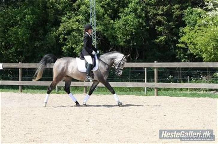 Arabisk fuldblod (OX)  Akeem Balur  billede 1