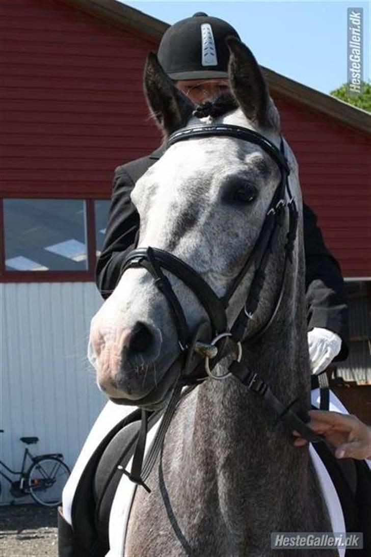 Arabisk fuldblod (OX)  Akeem Balur  billede 3