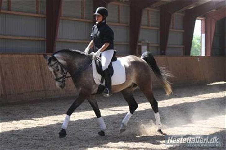 Arabisk fuldblod (OX)  Akeem Balur  billede 4