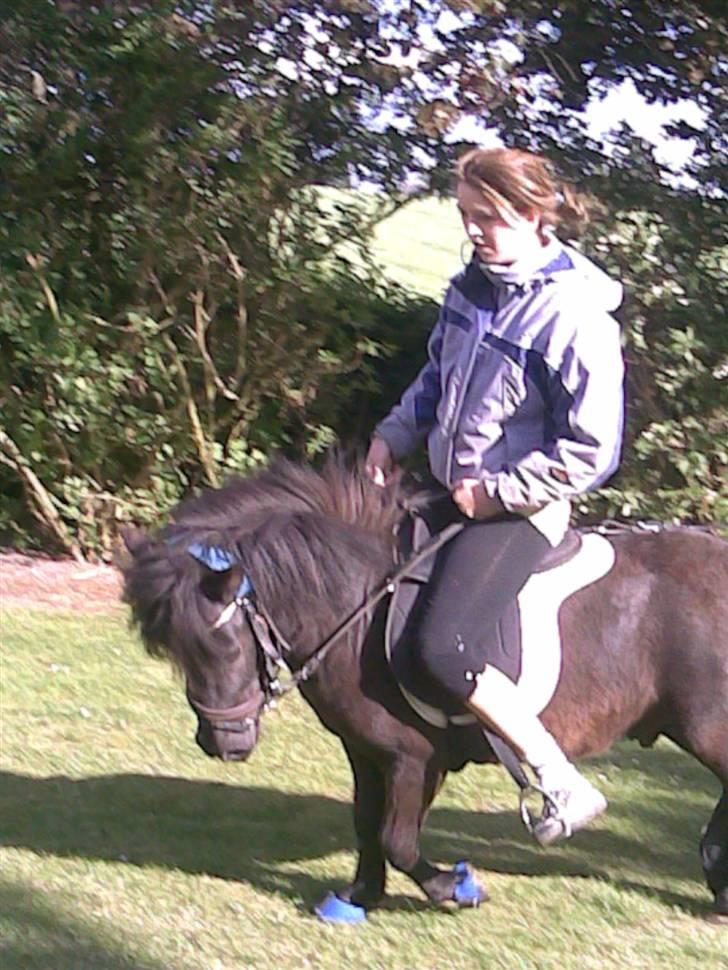 Shetlænder Tøffe - jeg kan skam godt gå flot! men hahah min ejere ser da lidt undelig ud i hovede? billede 2