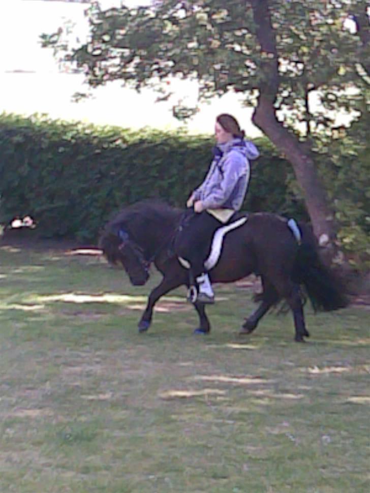 Shetlænder Tøffe - Jeg kan bare mit arbejde<3 billede 3