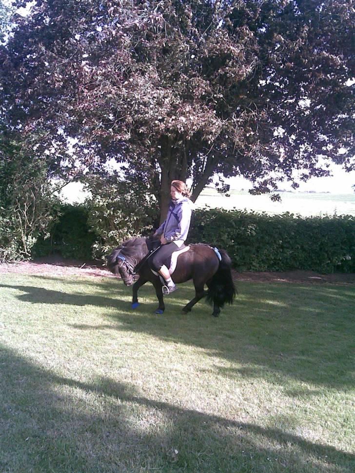 Shetlænder Tøffe - Jeg kan bare gå så flot;) billede 4