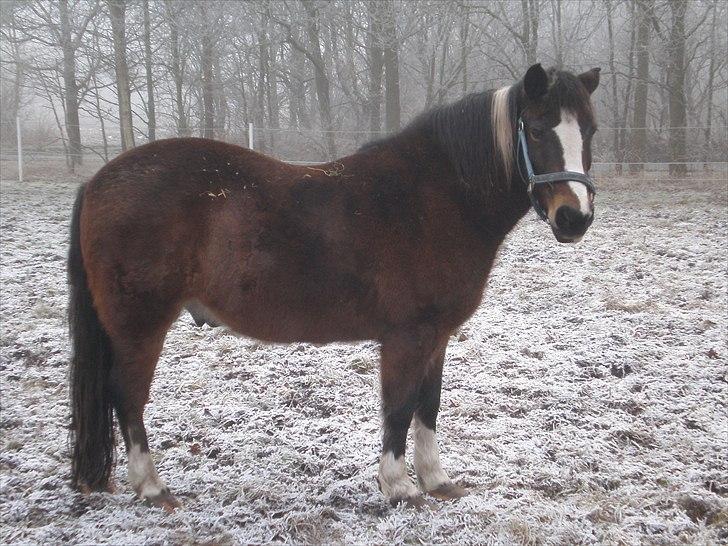 Anden særlig race Chico ( Bamse Far) Himmel pony ( savnet altid ) - taget  d. 23 -01 -11 billede 14