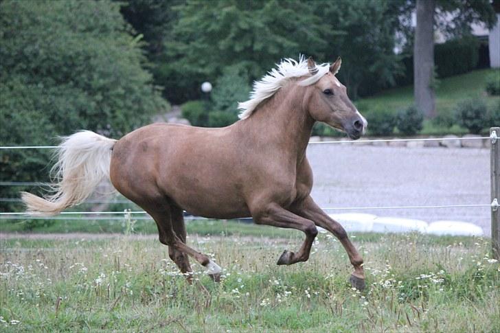 Palomino Selena  - Selena på fold :-D. - Horsepictures.com (Mie Winding) :-D billede 3