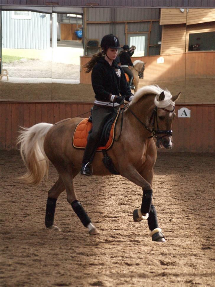 Palomino Selena  - d. 3 april, galop i hallen - Horsepictures.dk (Mie Winding) :D billede 4