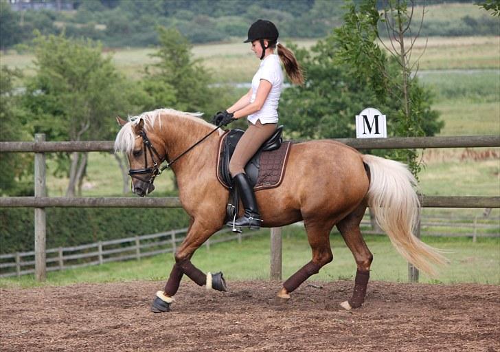 Palomino Selena  - Træning d. 4 August 2010 - Horsepictures.dk (Mie Winding) :-D <3  billede 6