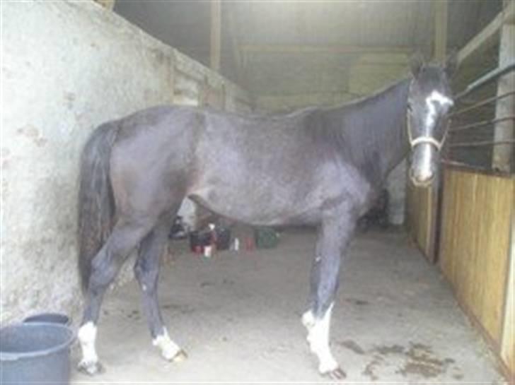 Holstener Carla billede 3