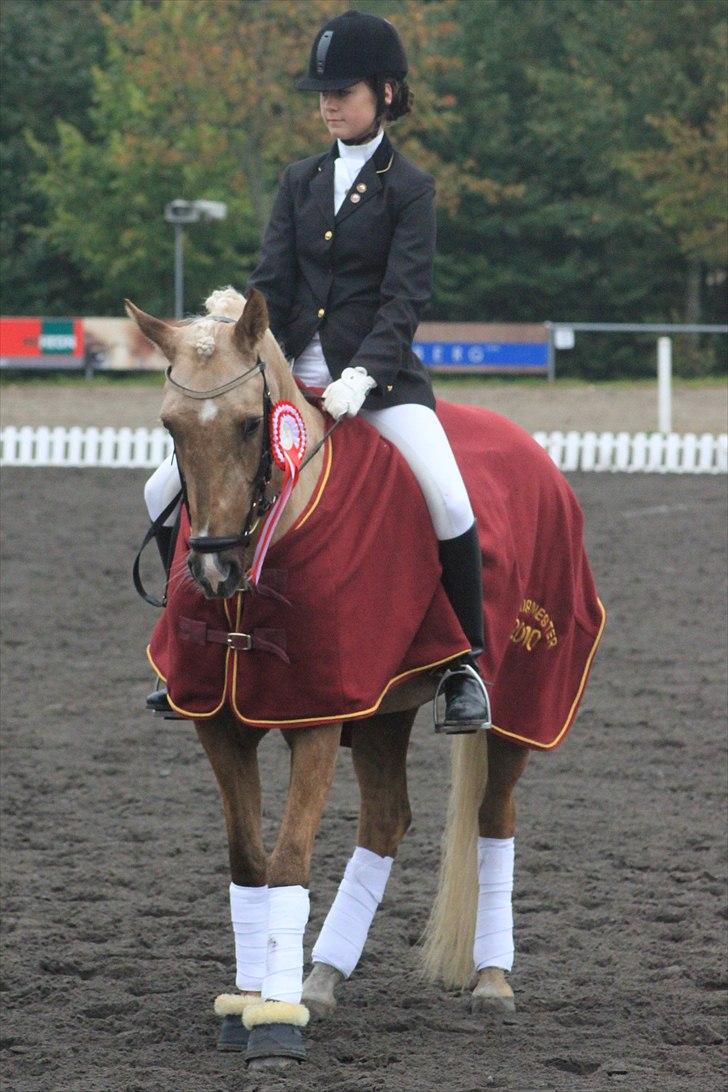 Palomino Selena  - århusmester 2010 billede 12