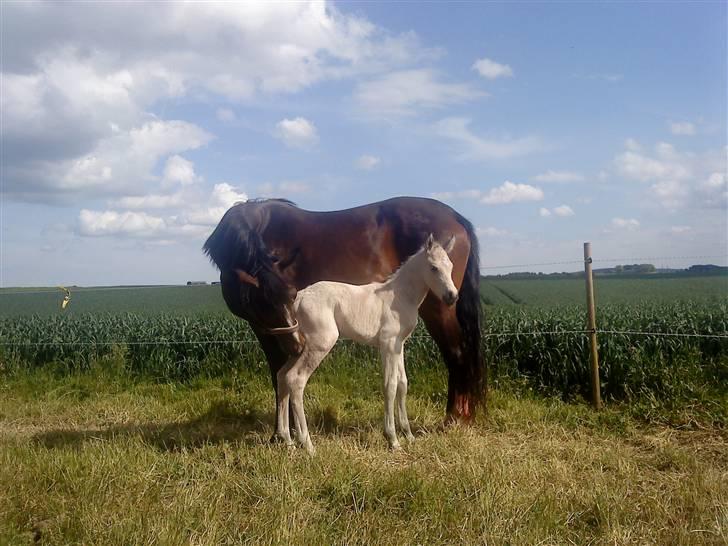 DSP Jægersborgs Mr. Darcy - Fine fyren billede 6