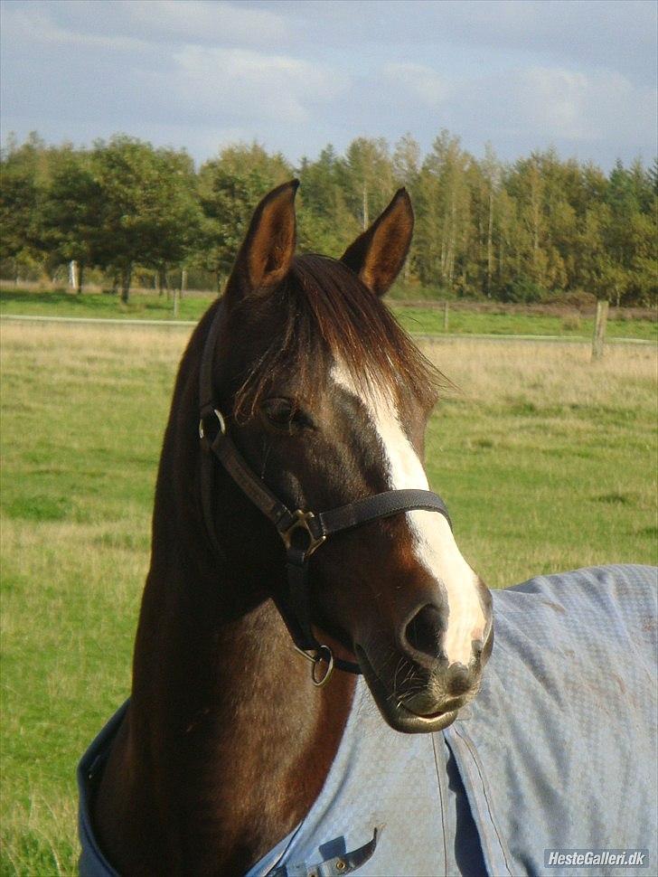 Anden særlig race Mr. Malibou - Velkommen til Mr. Malibou´s profil  foto: Charlotte <3 billede 1