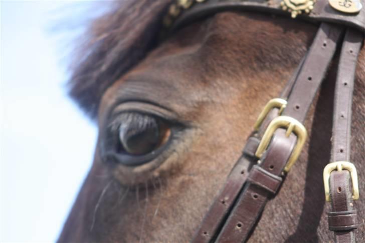 Tysk Sportspony Vivien *SOLGT :'( * billede 12