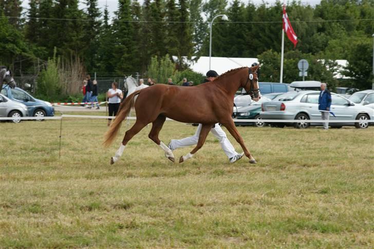 DSP Branszöed Zoya Bredager - Roskilde Dyrskue 2009 billede 13