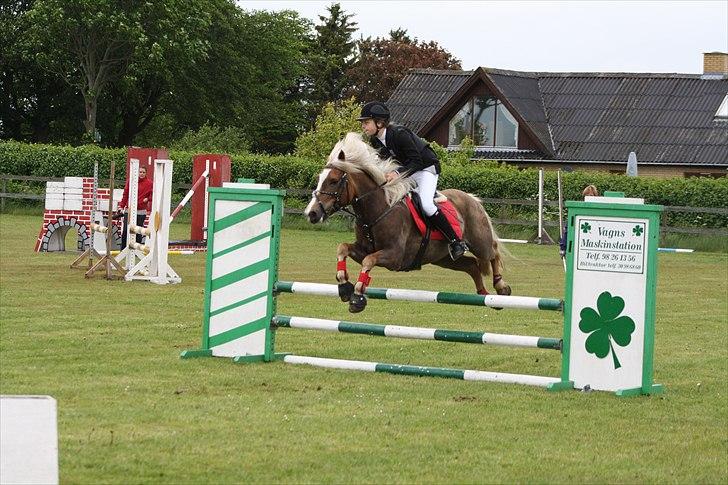 Haflinger Payana  - LC nejst . billede 3