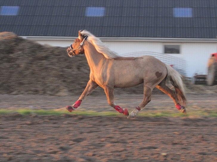 Haflinger Payana  - TRAV!! :D billede 6