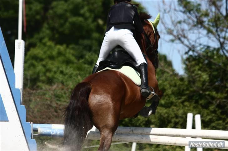 Dansk Varmblod Kaiser <33 (Solgt ;'/) - Hej hej ;p Så springer du ud af Kaisers profil igen om lidt - Men smid gerne en kommentar og en bedømmelse inden ;)  (Foto: Louise Sørensen) billede 20