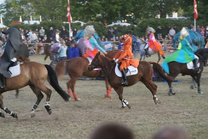 DSP Moonlight Dancer - Roskilde Dyrskue 2009. billede 15