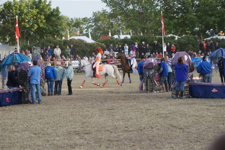 DSP Mr. Happy Goes Lucky - Roskilde Dyrskue 2009. billede 16