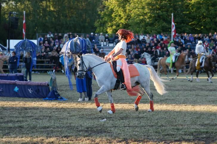 DSP Mr. Happy Goes Lucky - Roskilde Dyrskue 2009. billede 17