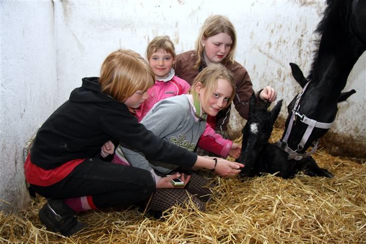 New Forest Skovlundegårds Quality - Hele fødselsholdet er inde og sige velkommen til den lille hingst <3 billede 6