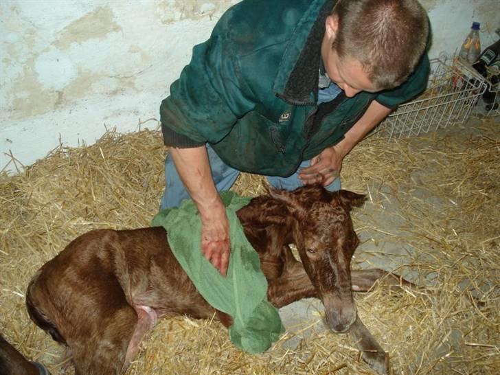 Dansk Varmblod Riisagergaards Rafinique (himmelhest) - Mmmm det er hyggeligt billede 4