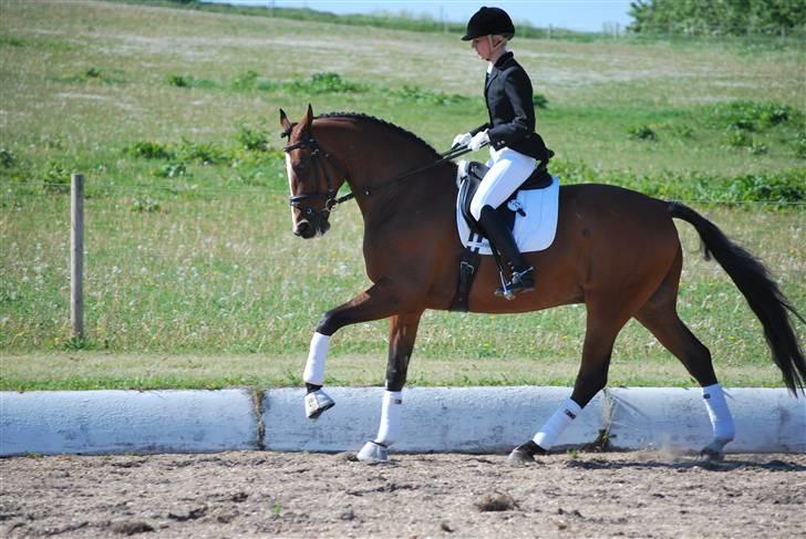 Dansk Varmblod Quite billede 9