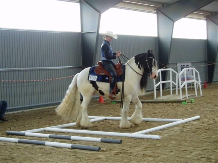 Irish Cob Whitey - Trail - firkanten billede 7