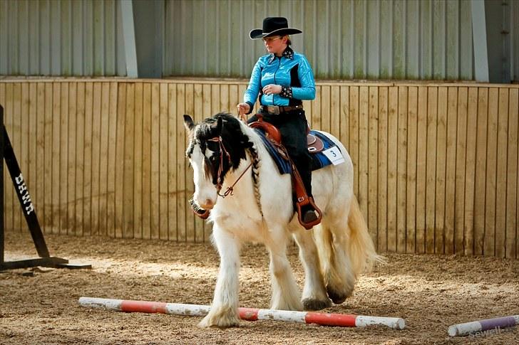 Irish Cob Whitey - WTC 2 go. 2009-2010 billede 9