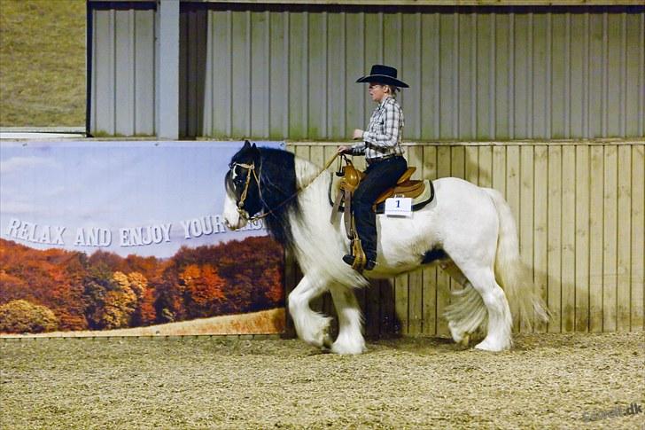 Irish Cob Whitey - WTC 1.go - pleasure billede 10