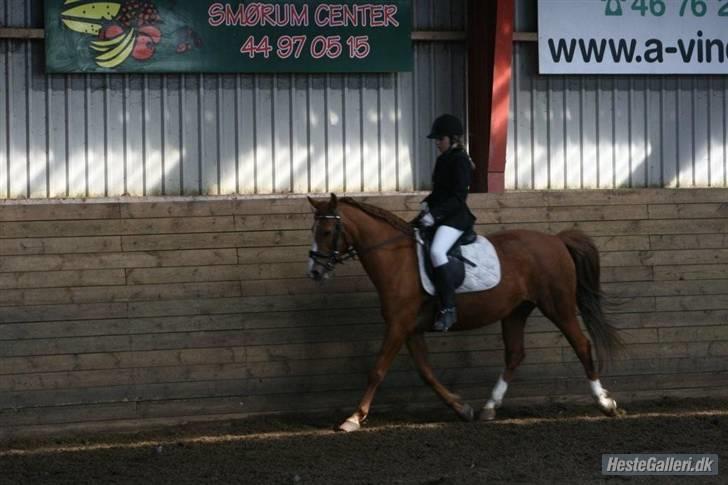 Hollandsk Sportspony  | Chantelle <3 - SAVNET !! <3 - Stævne 19-4-2009 lc3 billede 16