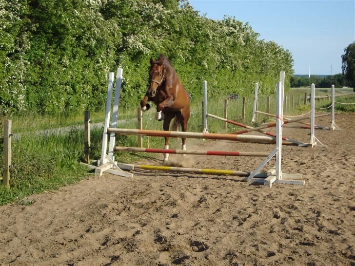 Hannoveraner Merci  billede 16