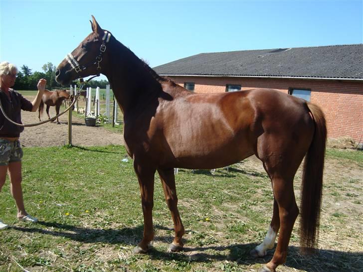 Hannoveraner Merci  billede 17