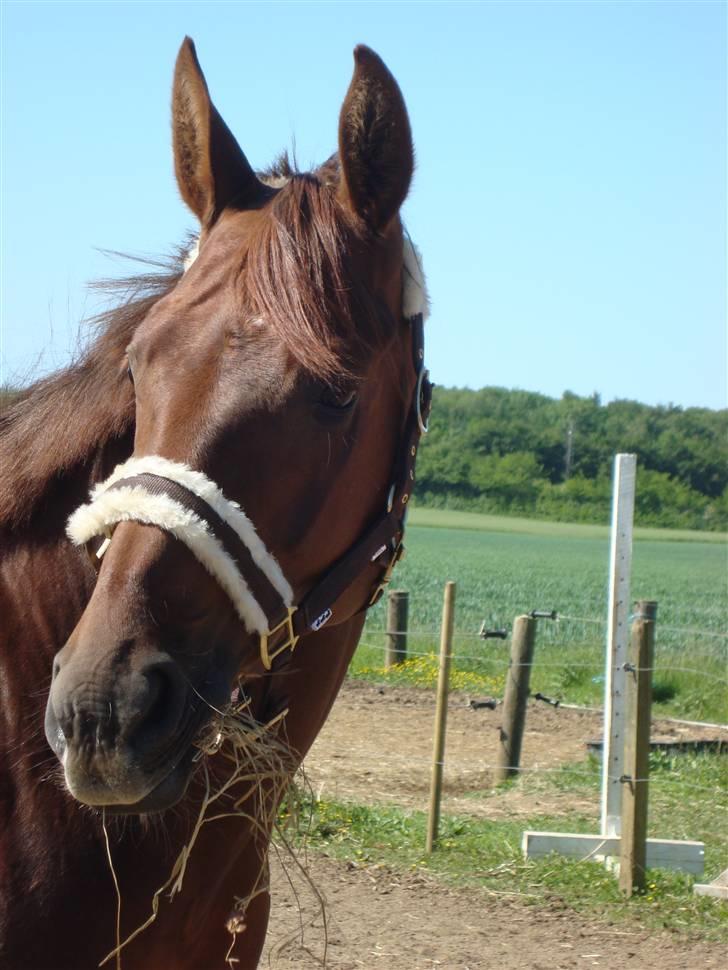 Hannoveraner Merci  billede 18