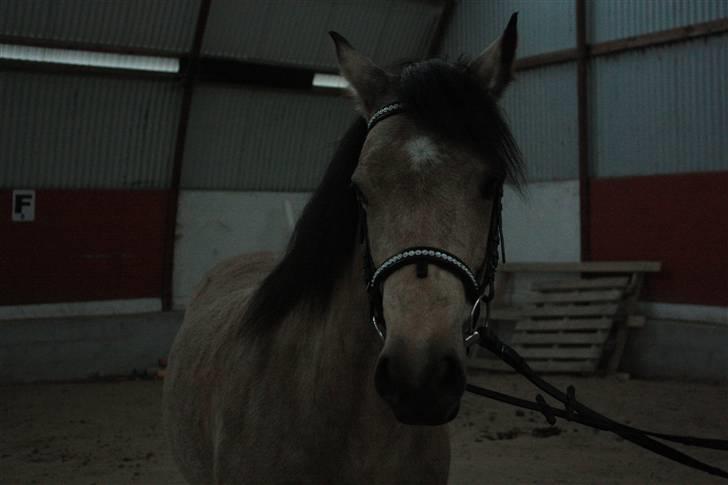 Connemara Salia Maree Manié SOLGT billede 13