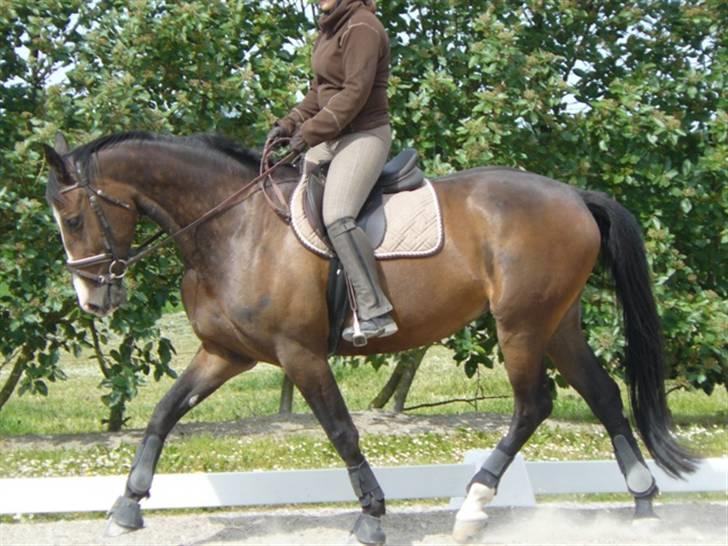Dansk Varmblod Liva Adoa RDS RIP - Genoptræning juni 2009 billede 12