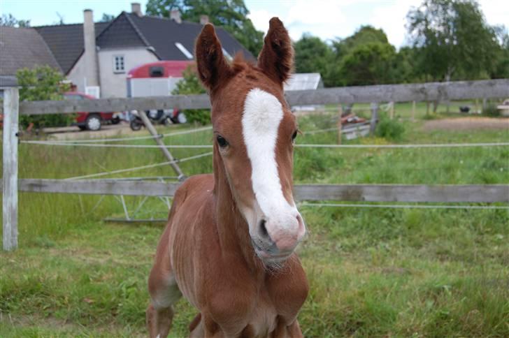 Dansk Varmblod Don amigo R.I.P <3  billede 1