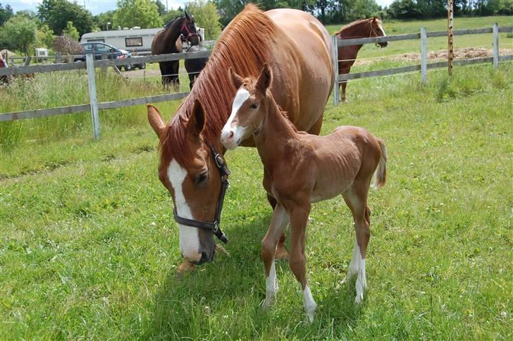 Dansk Varmblod Don amigo R.I.P <3  billede 2