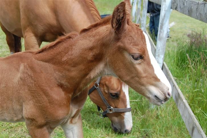 Dansk Varmblod Don amigo R.I.P <3  billede 3