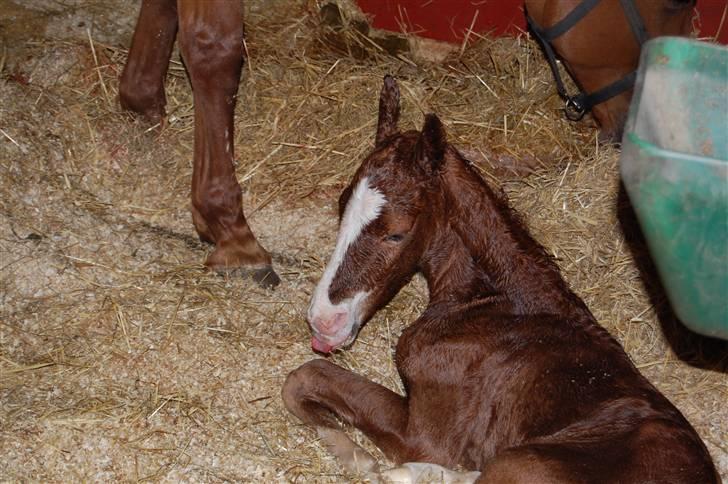 Dansk Varmblod Don amigo R.I.P <3  billede 4