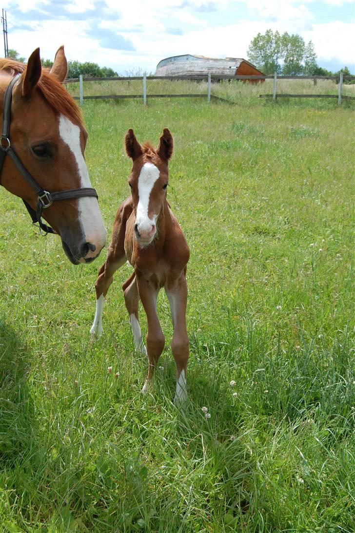 Dansk Varmblod Don amigo R.I.P <3  billede 5