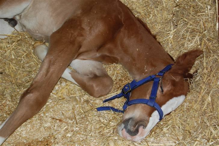 Dansk Varmblod Don amigo R.I.P <3  billede 6