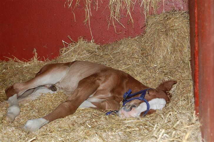 Dansk Varmblod Don amigo R.I.P <3  billede 7