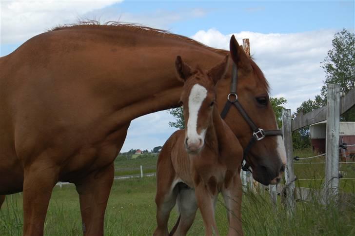 Dansk Varmblod Don amigo R.I.P <3  billede 8