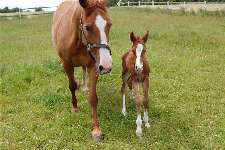 Dansk Varmblod Don amigo R.I.P <3  billede 9