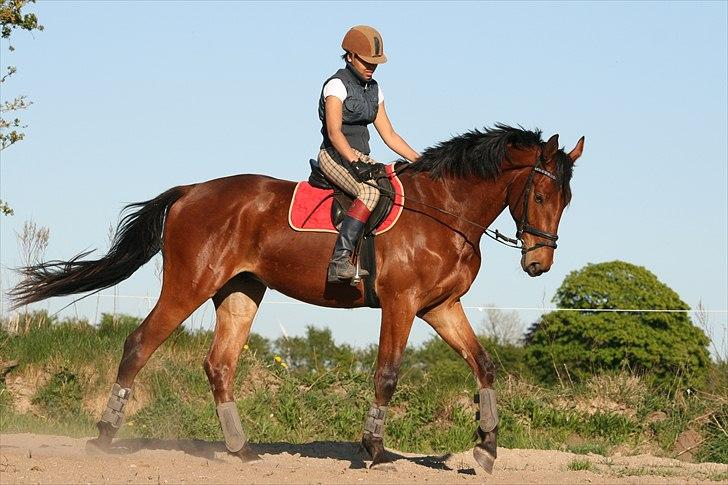 Tysk Varmblod Champion's Caspar - 08.05.2011:  5x med rytter og 3x med rytter uden longe billede 6