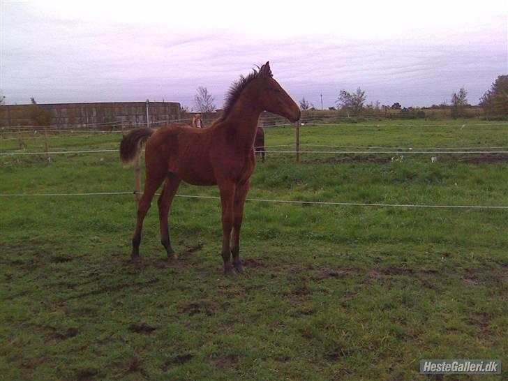 Tysk Varmblod Champion's Caspar - Caspar som lille.. billede 19