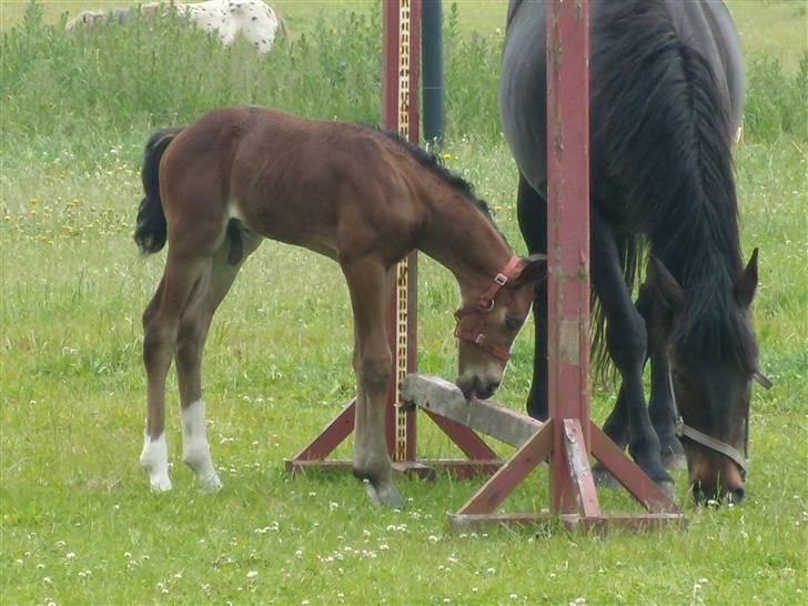 Anden særlig race rapello - ja jeg forstår ikke hvad de skal bruges til, men det finder jeg vel ud af en dag  billede 10