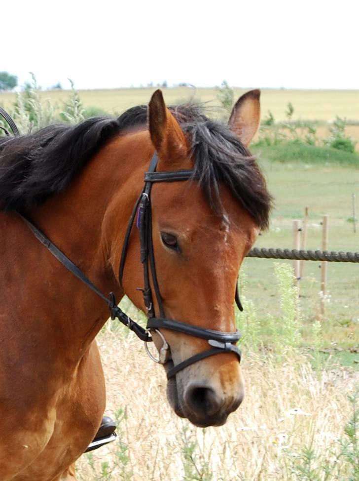 Anden særlig race Rosita ' R.I.P ' <3 :( - min yndlings pige (; // taget af frederikke ( FML ) billede 3