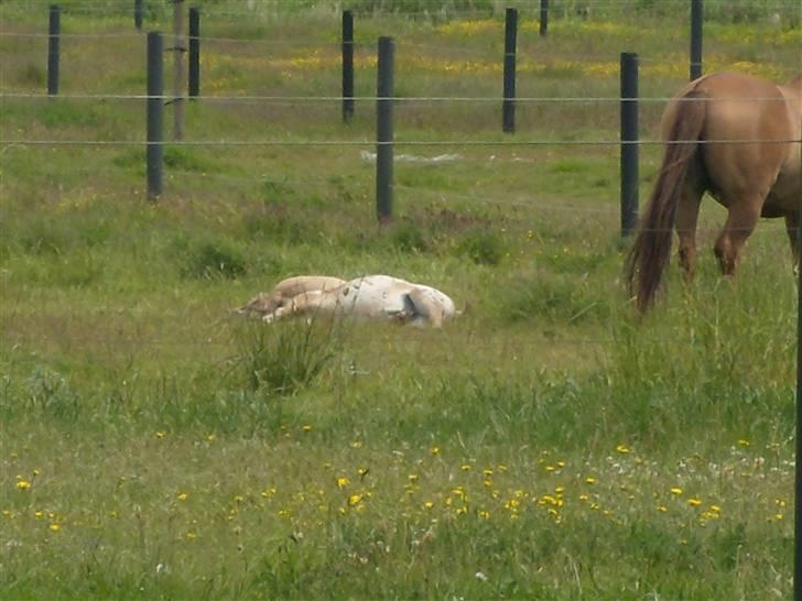Anden særlig race rolex står i videbæk - tager lige en lur sammen med stampe man bliver så træt når man leger  billede 9