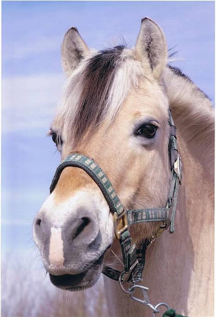 Fjordhest Kasper - Velkommen til kaspers profil :)  billede 1