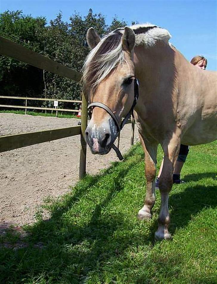 Fjordhest Kasper billede 2